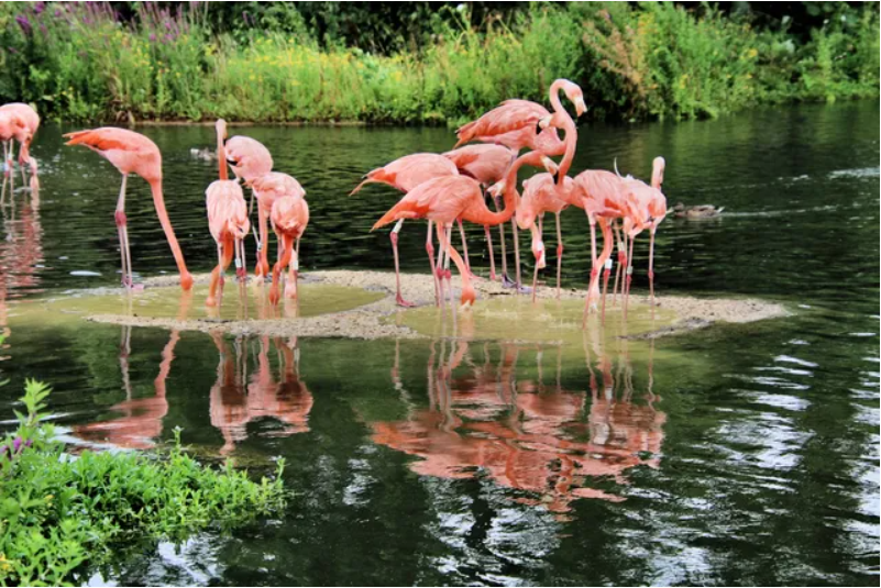 flamingos