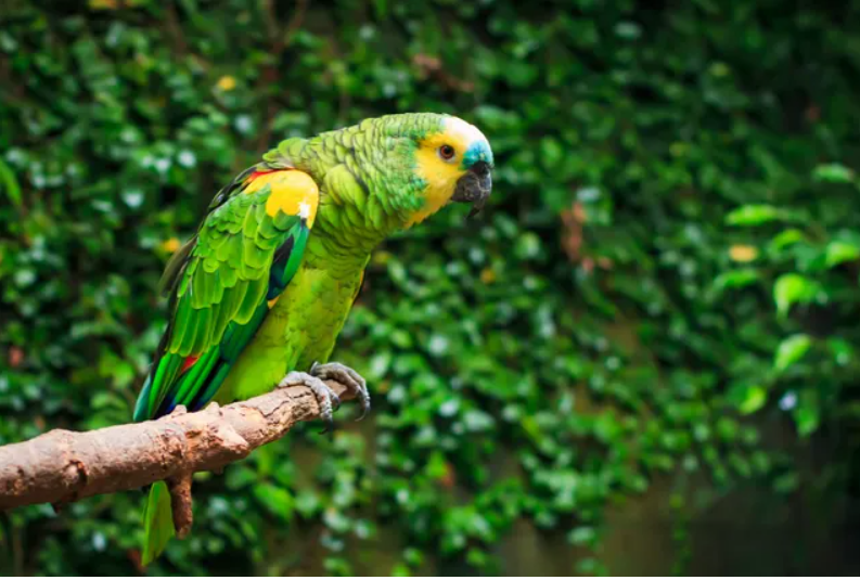 Parrot resting in a branch